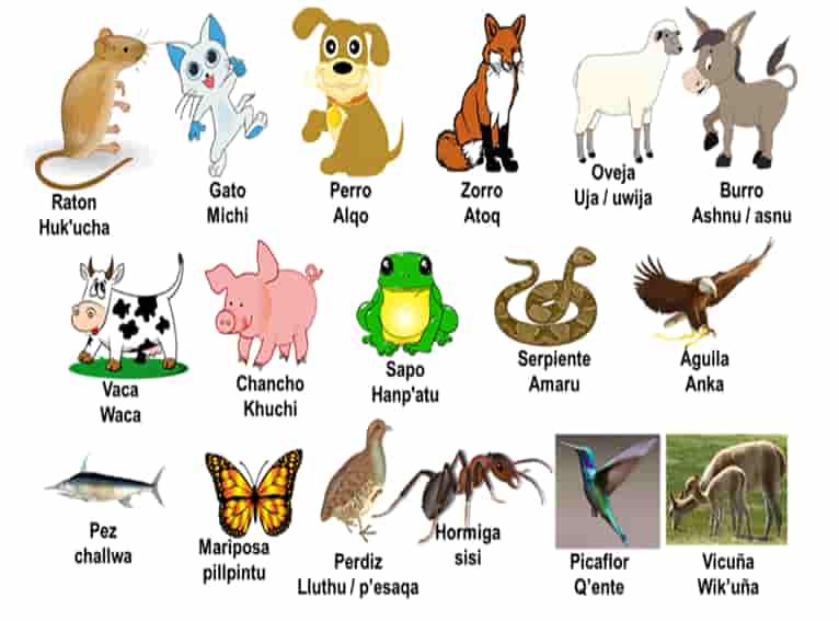 Lista De Animales En Quechua Y Sus Nombres