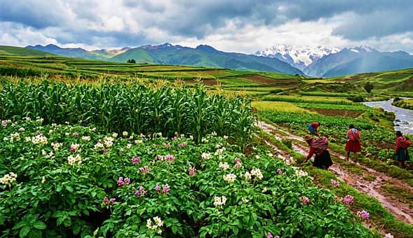 Fotograf&iacute;a realista de un paisaje agr&iacute;cola andino durante el mes de Marzo (Pawqar waray killa), mostrando campos de papa con flores blancas y moradas, y maizales bajo un cielo lluvioso, con agricultoras trabajando en la tierra h&uacute;meda.